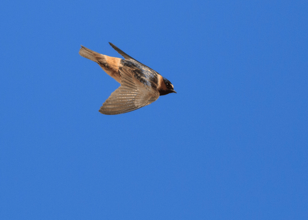 A cliff swallow flying against a blue sky.
