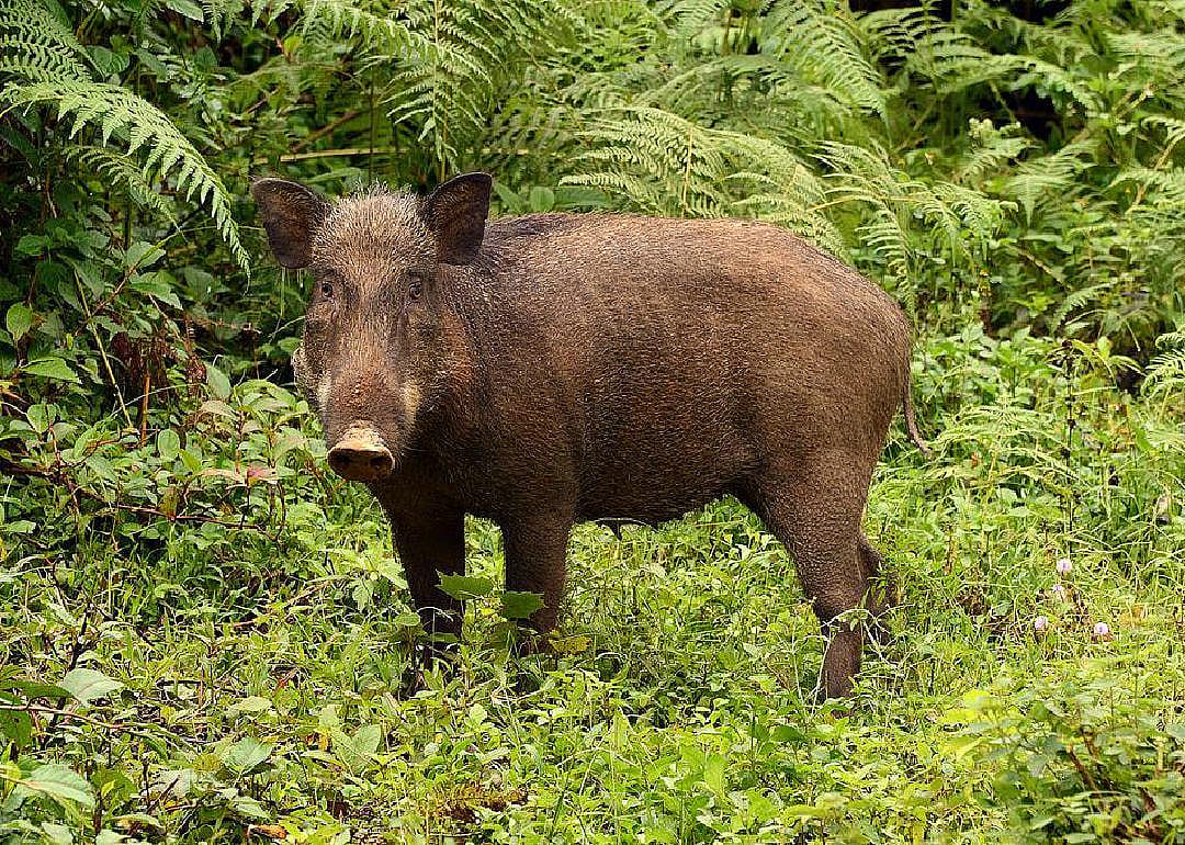 Wild boars