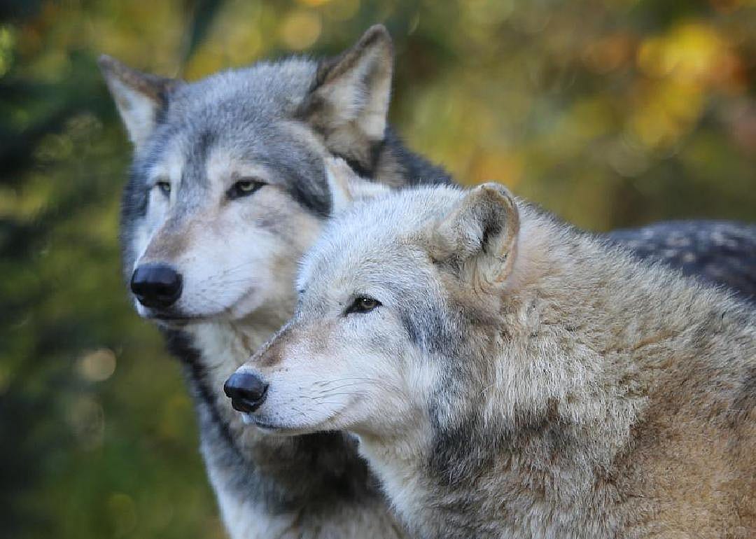 Wolves