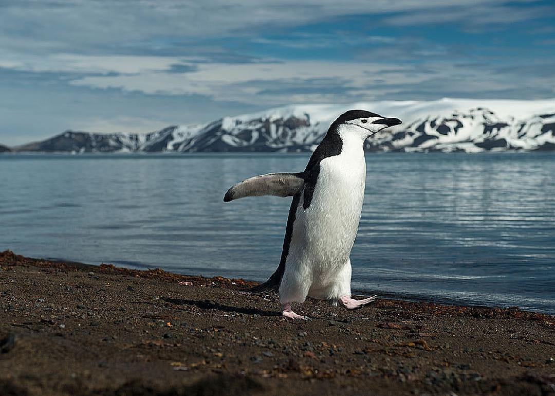 Chinstrap penguins of Zavodovski Island