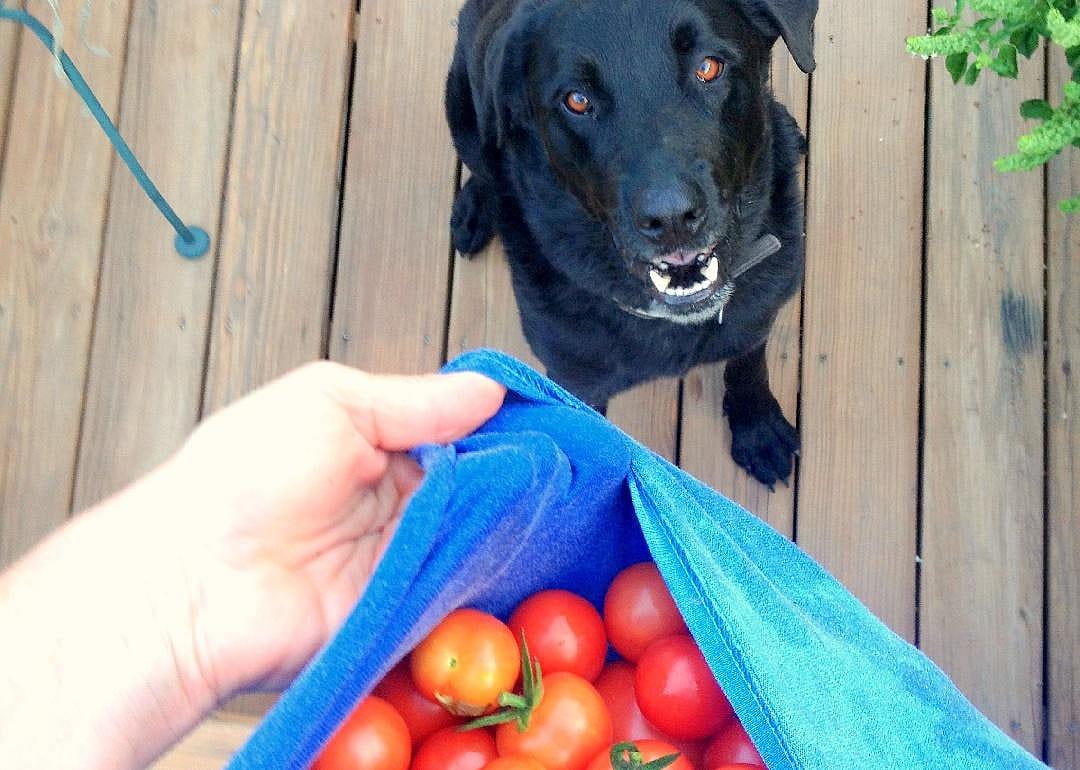Yes: Ripe tomatoes