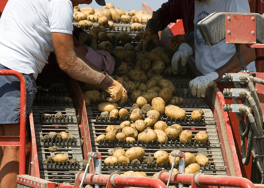 Agricultural sorters look at potatoes
