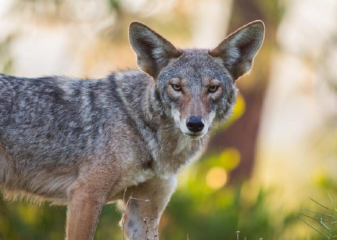 Coyotes