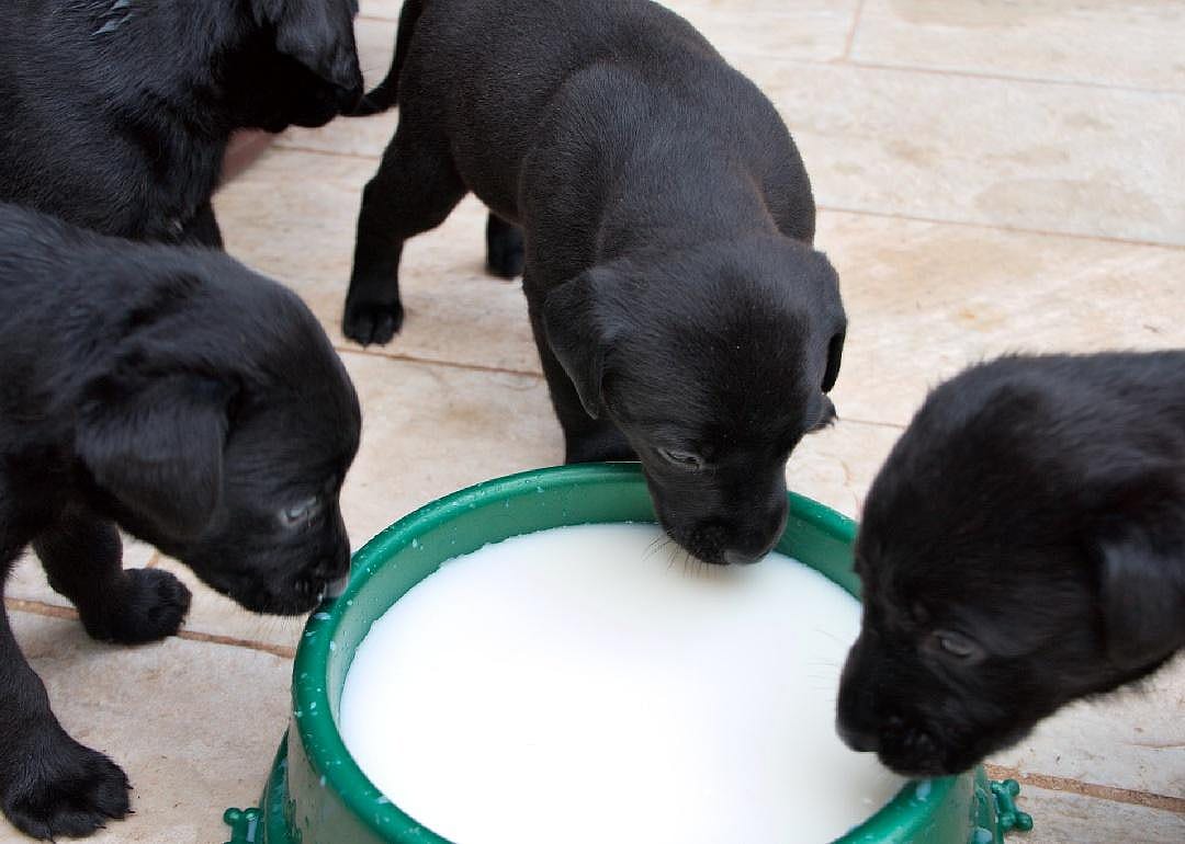 No: Milk