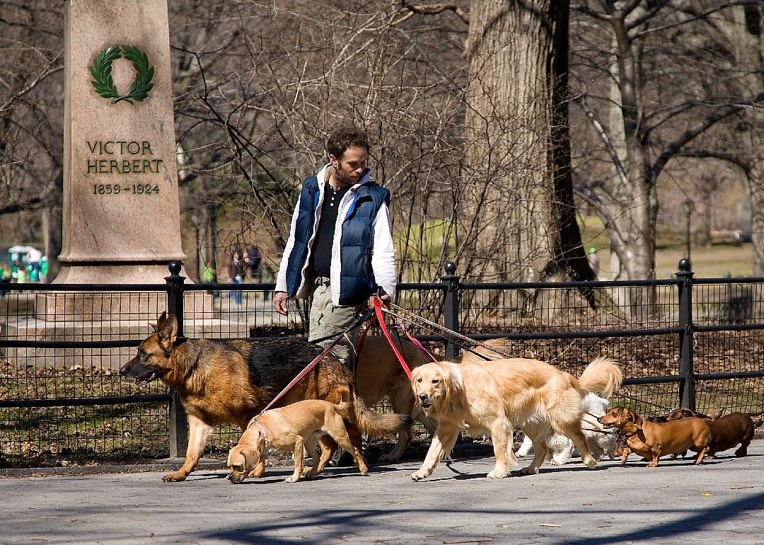 Pet sitter/pet walker/pet groomer