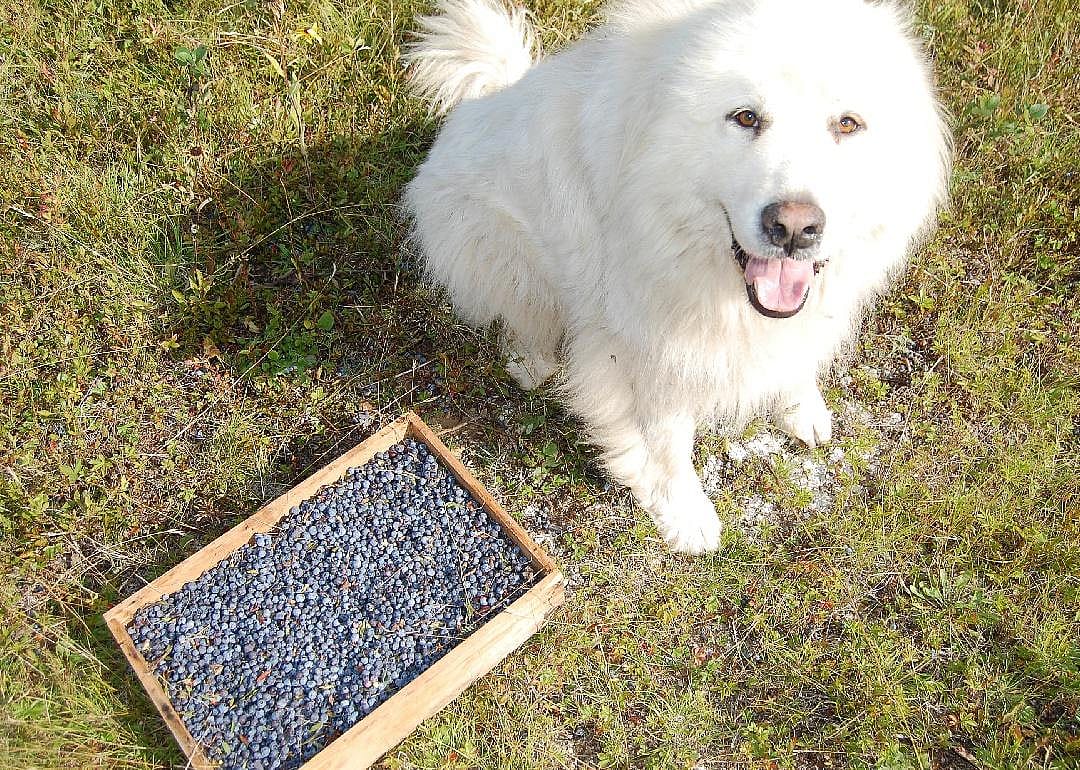 Yes: Blueberries