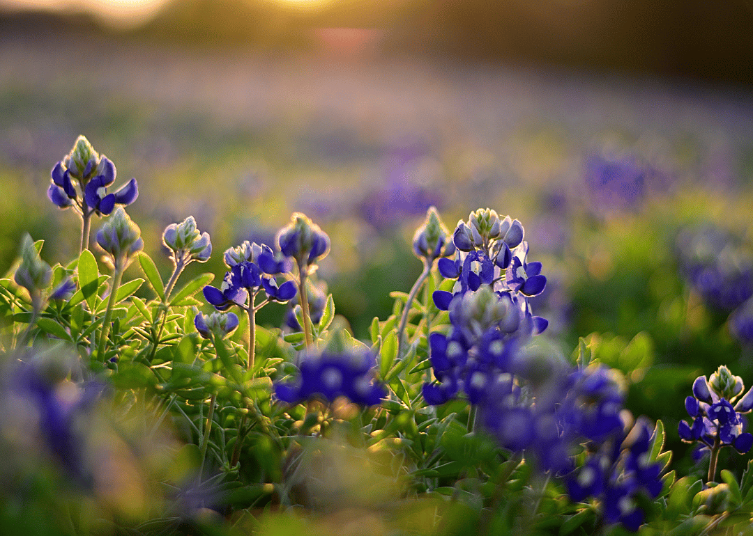 Texas