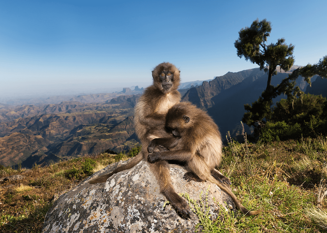 Gelada monkeys