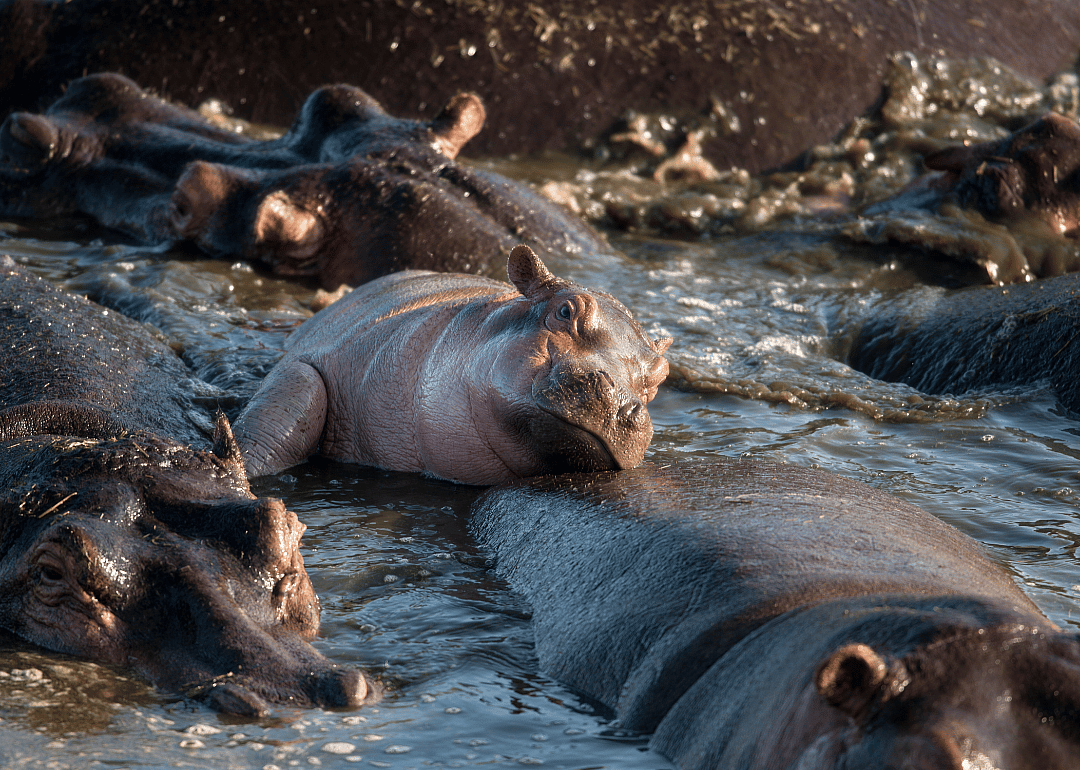 Hippos
