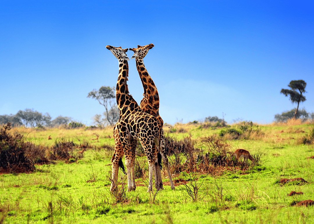 Only the best neck-fighting giraffes will mate