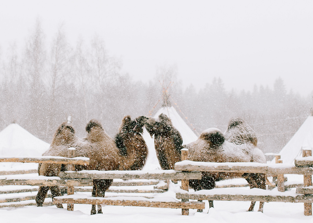 Camels