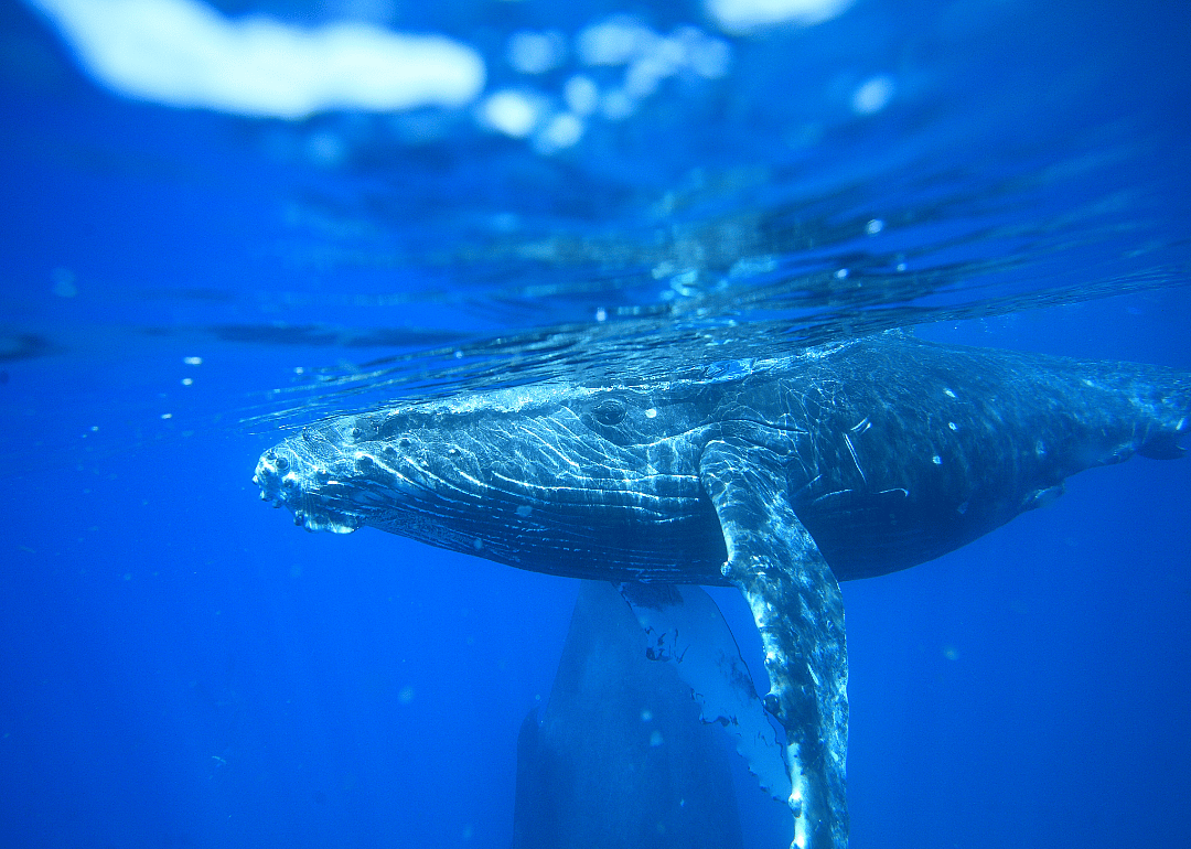 Humpback whales keep it on the down-low