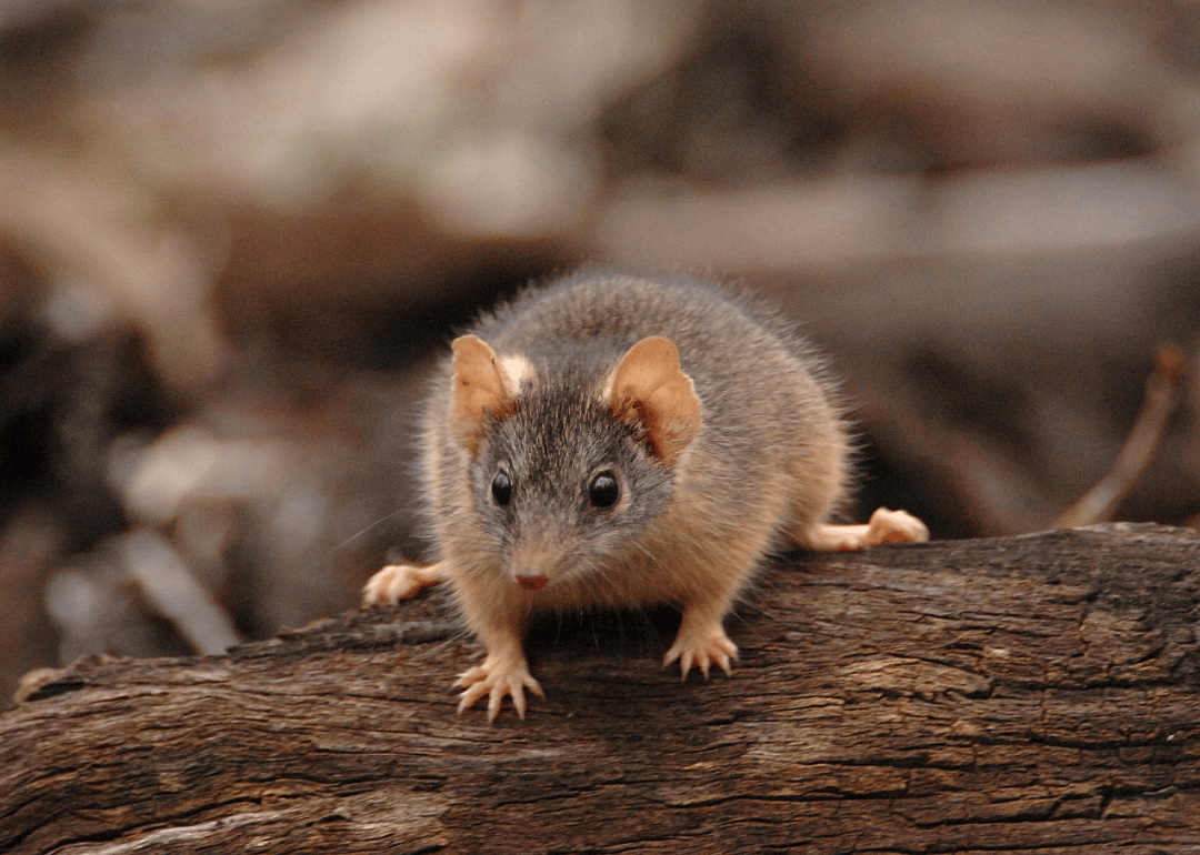Antechinus mates until it kills him