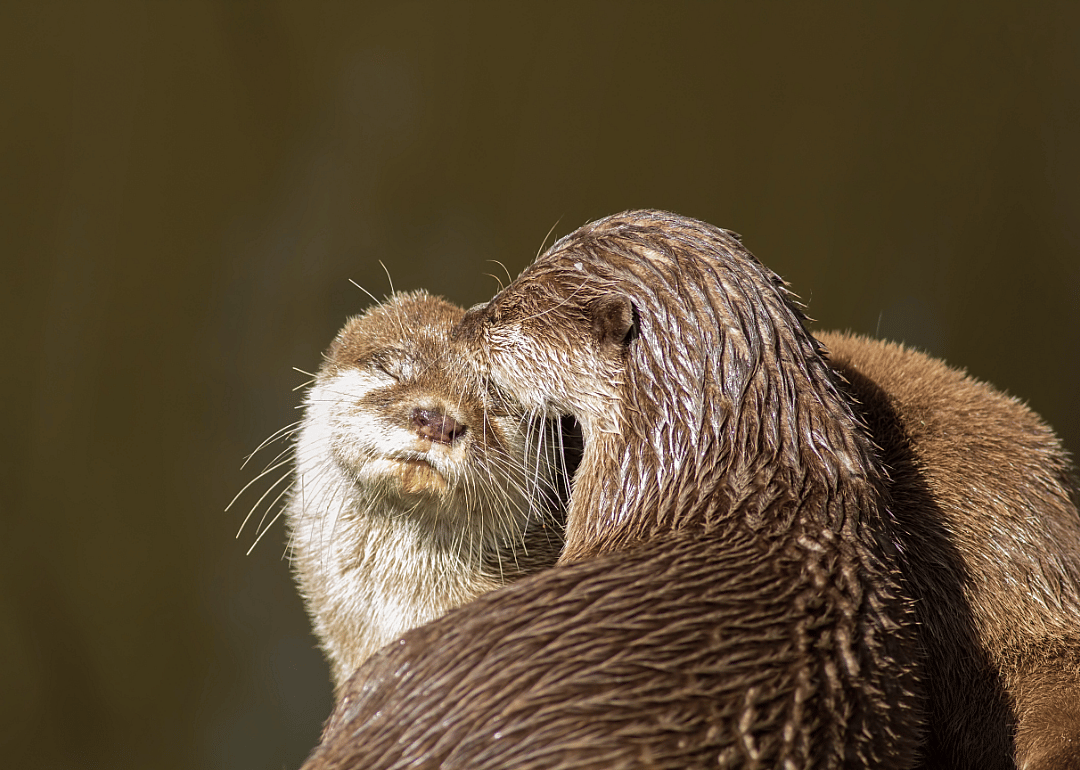 Otters