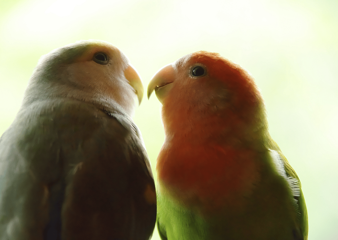 Lovebirds start with dinner dates