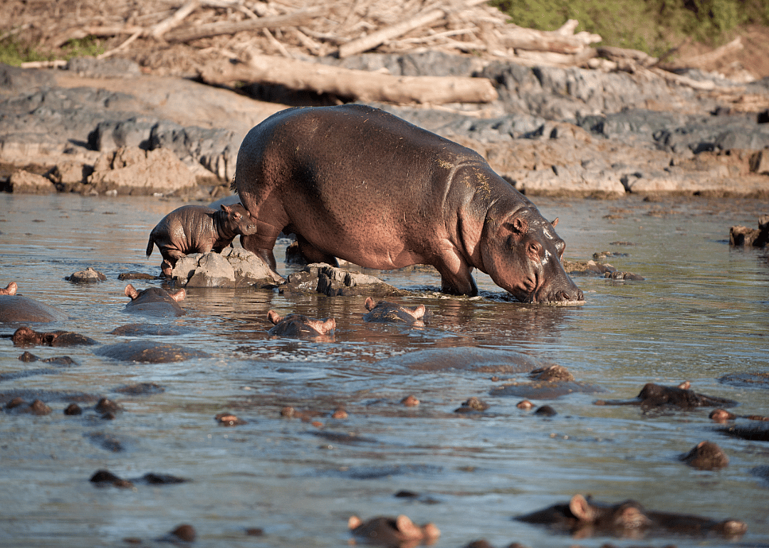 For hippos, power is everything