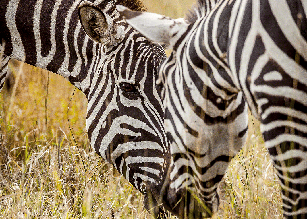 Zebras