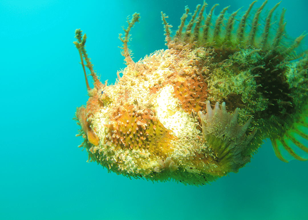 Anglerfish live to mate—but often die trying