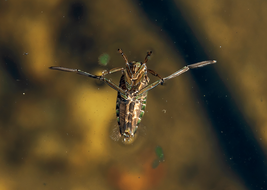 Sound, not size, matters for water boatmen