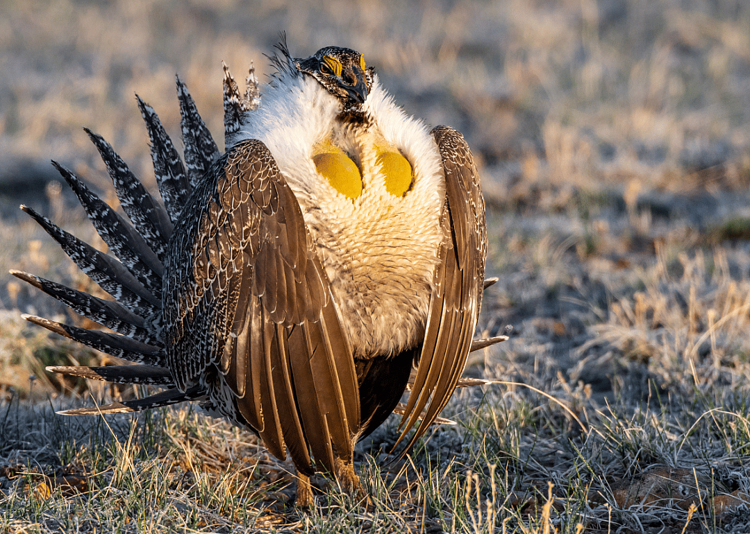 Sage grouse seduce on the dance floor