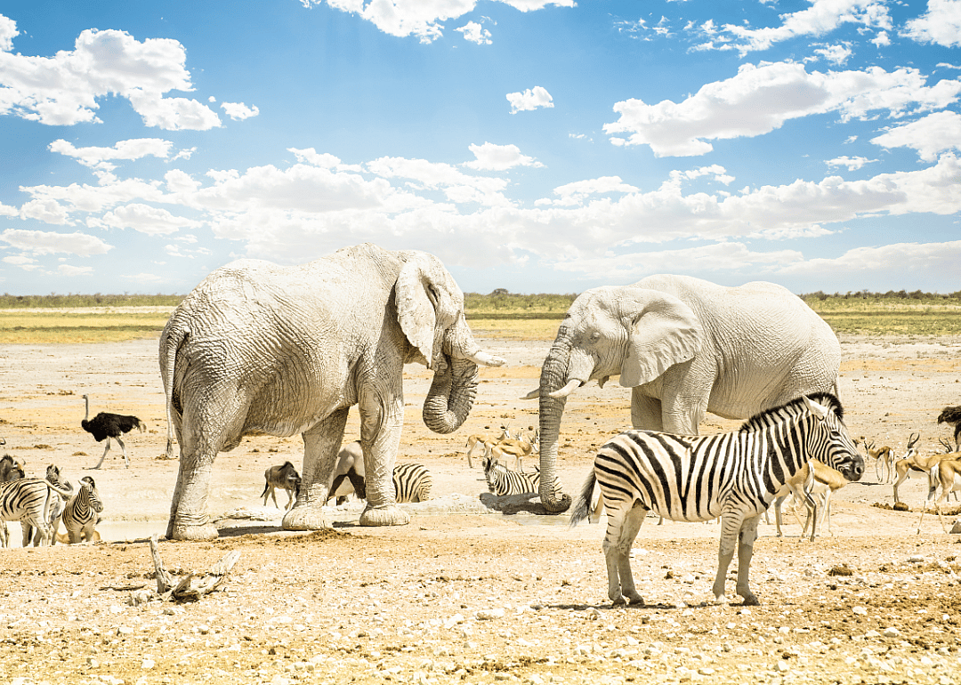 Locals of the watering holes