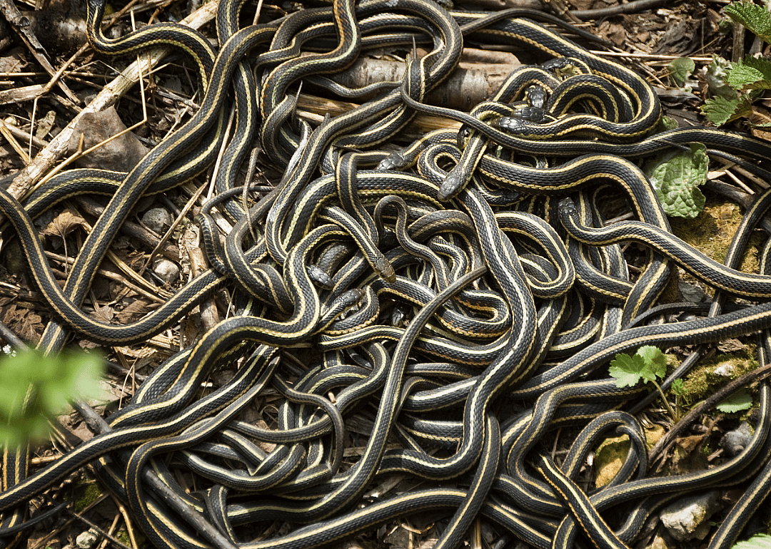 Garter snakes have a ball