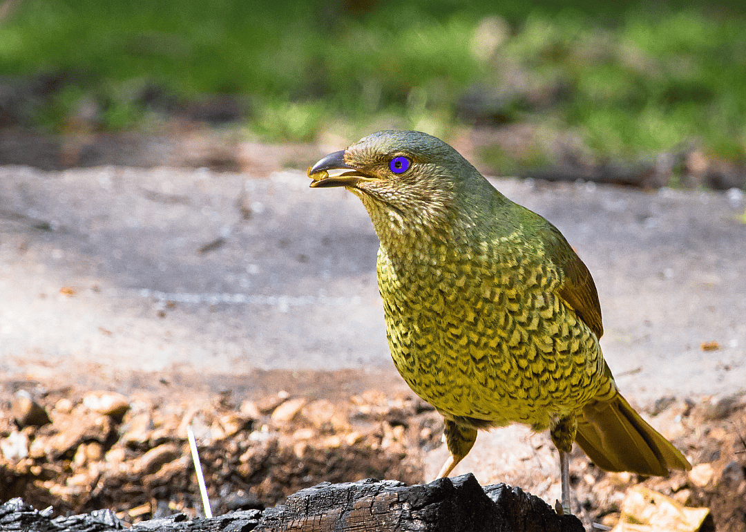 Bowerbirds are interior decorators