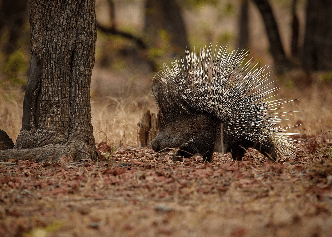 Male porcupines walk on pins and needles