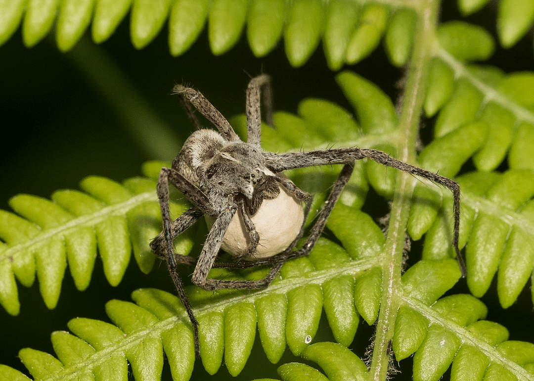These spiders are regifters