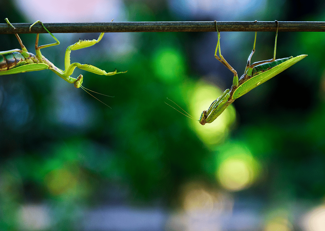 Mantis murder and cannibalize—but only sometimes