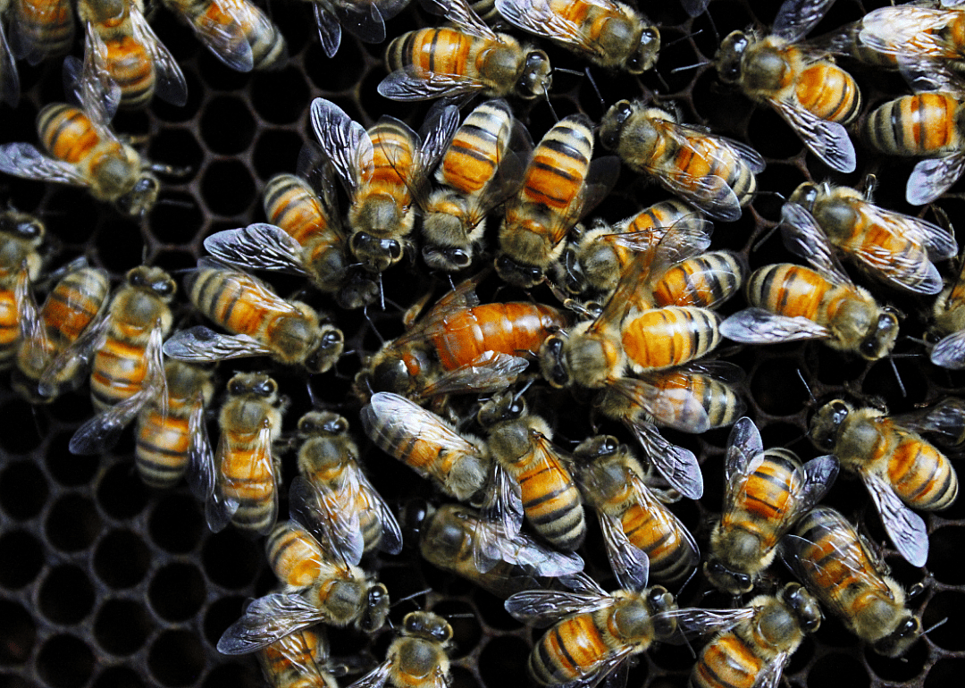 Queen bees are sperm hoarders