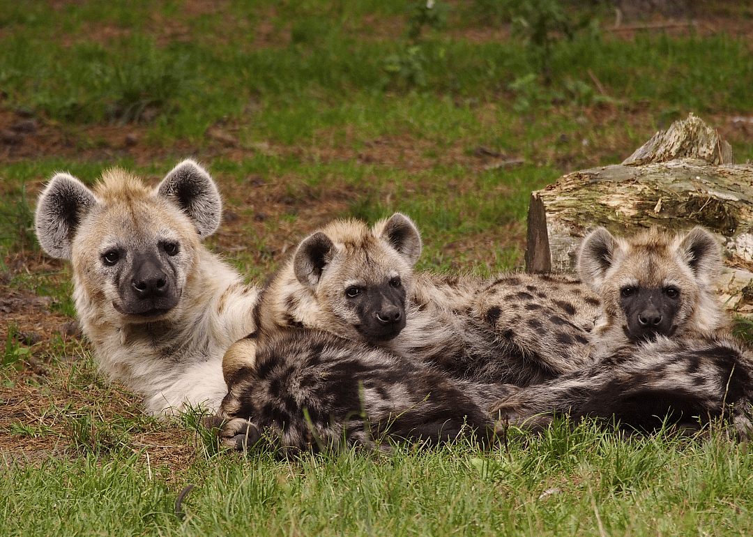 Female hyenas can be difficult mates