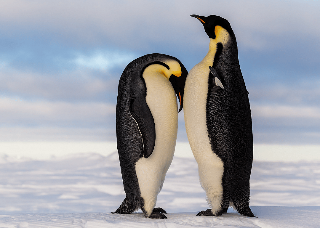 Penguins get undue credit