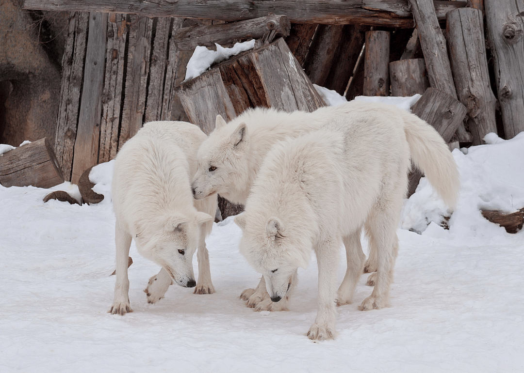 Wolves