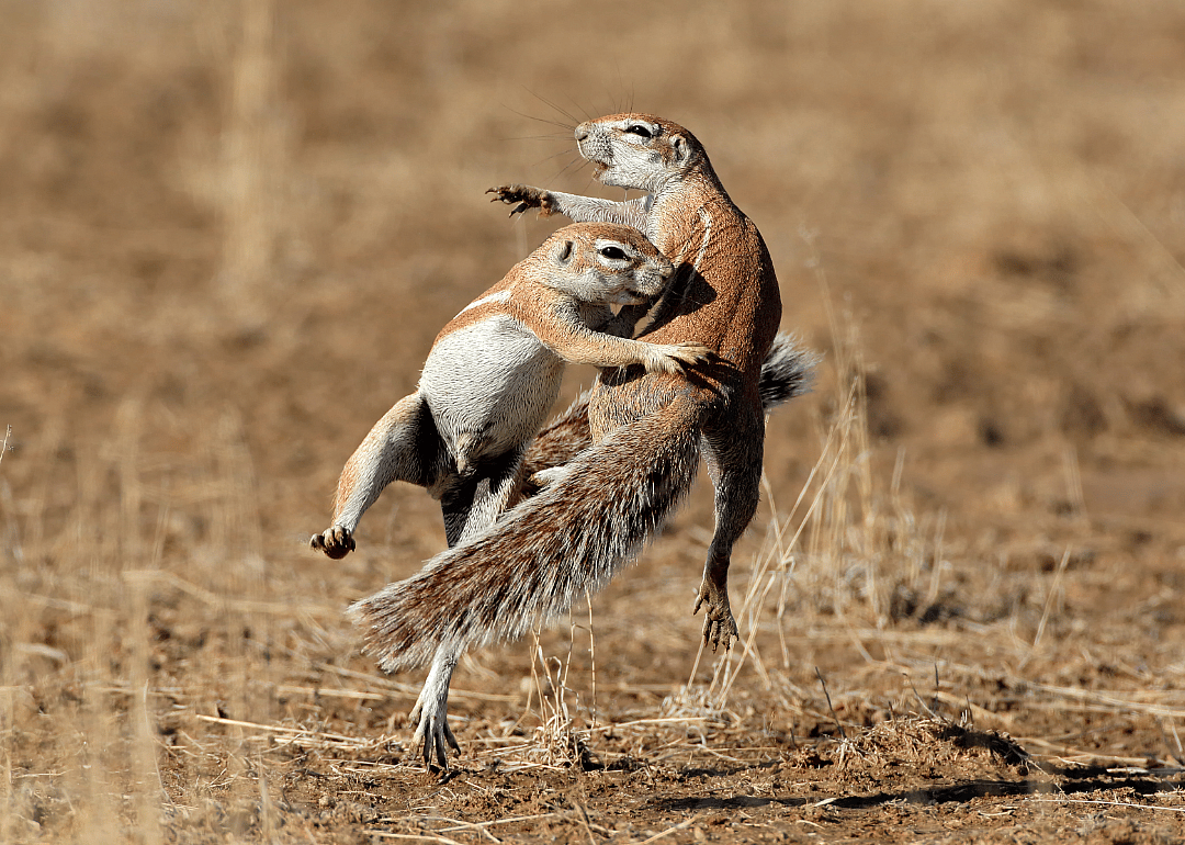 Squirrels