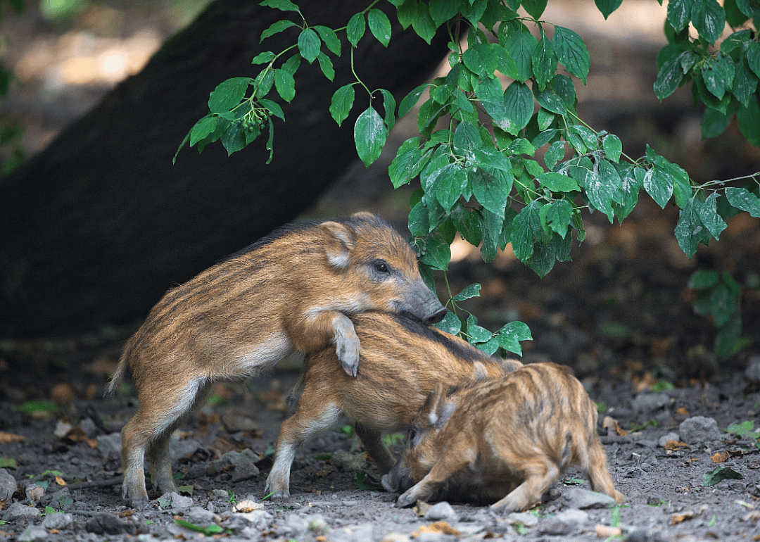 Baby pigs