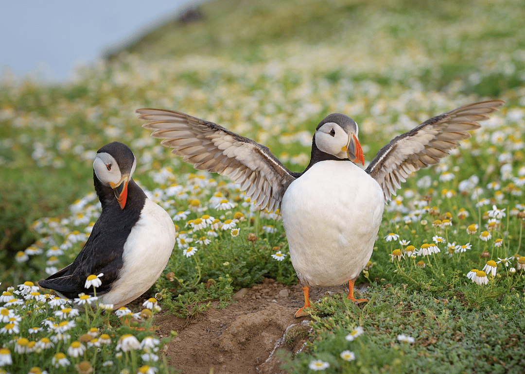 Puffins