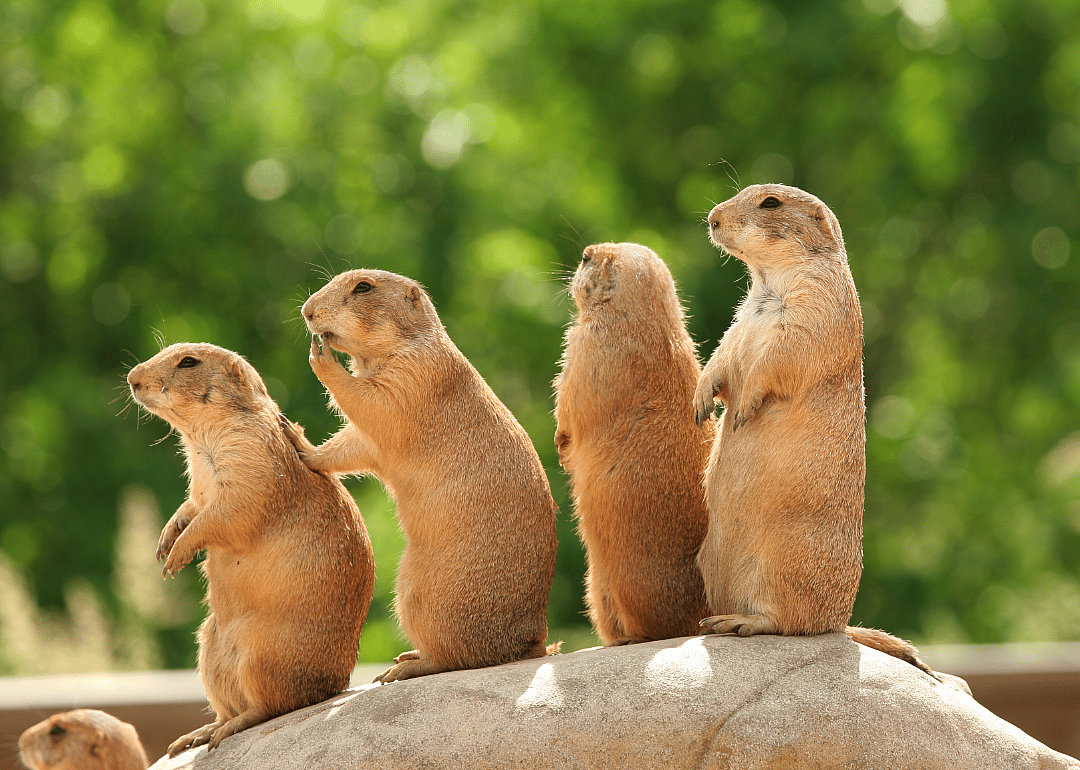 Prairie dogs