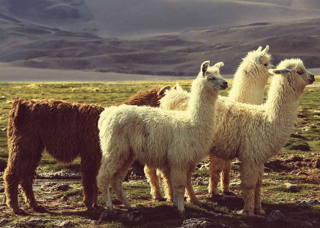 Llamas
