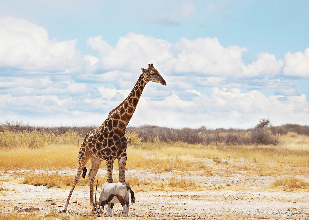 Giraffe and oryx
