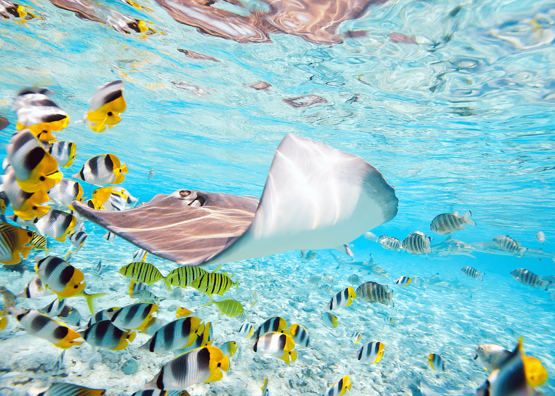 Manta ray