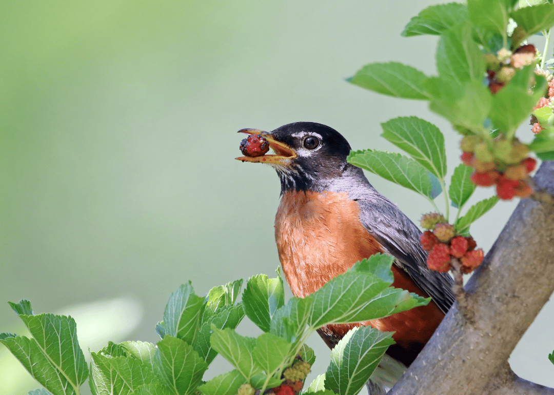 A small brown and black bird with a berry in its mouth.