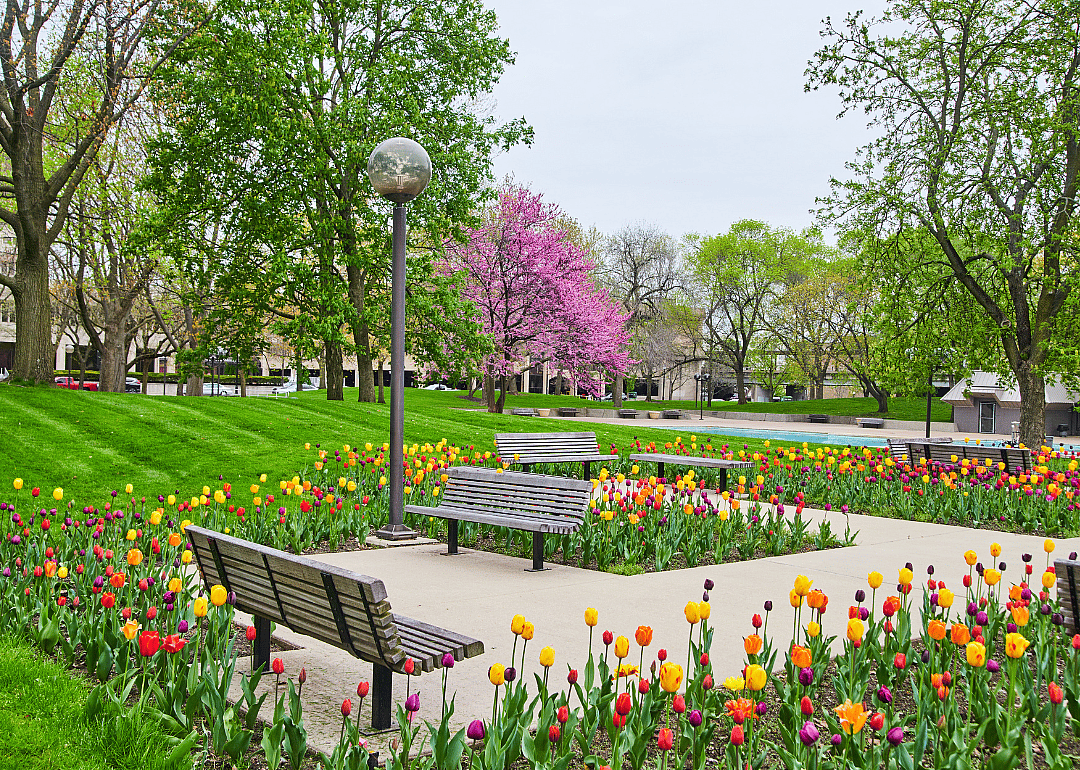 A downtown square full of colorful tulips.