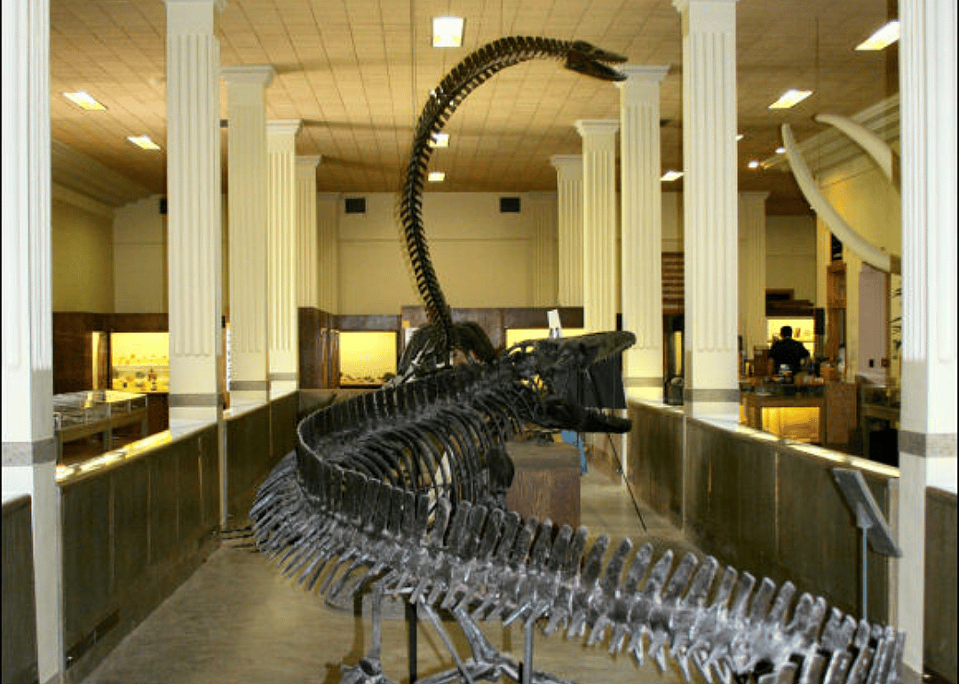 Dinosaur fossils at the museum at South Dakota School of Mines.