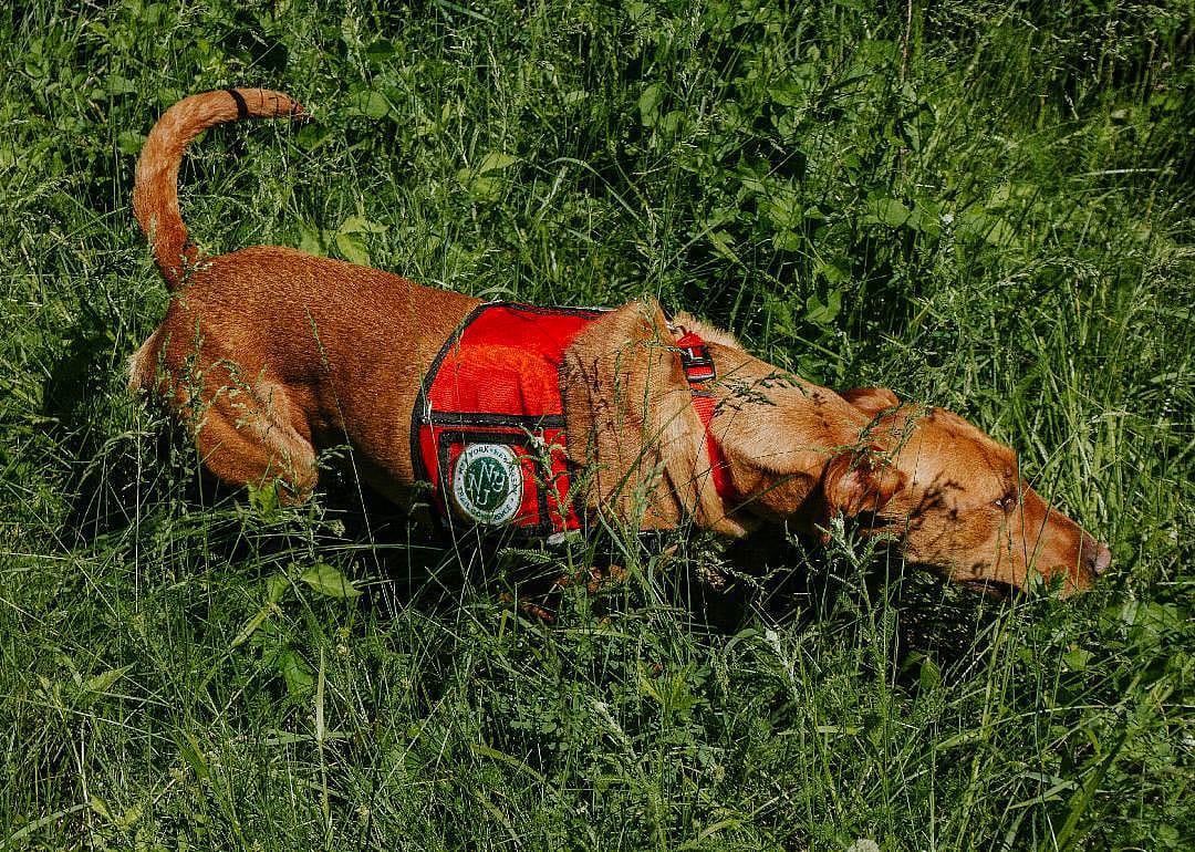 Tuxedo, NY: Dia, the scotch-broom-sniffing dog