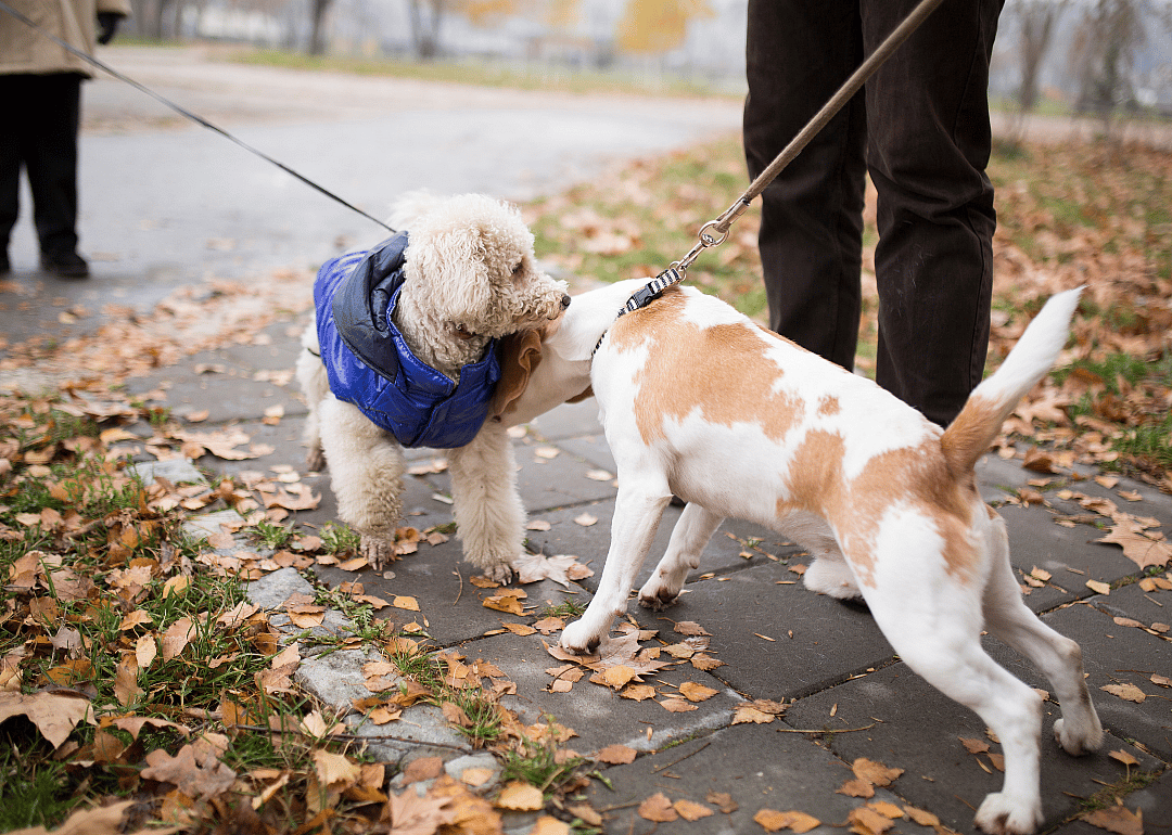 Respect the other owners and dogs