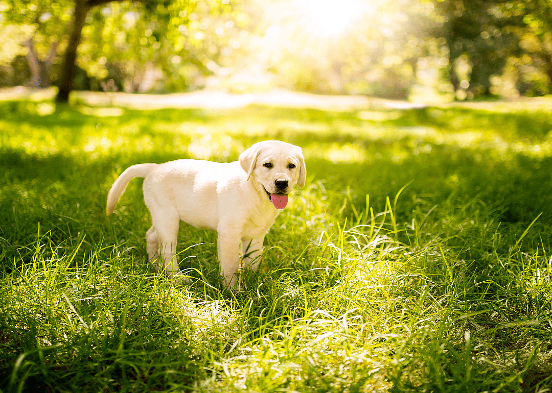 Make sure your dog is age-appropriate