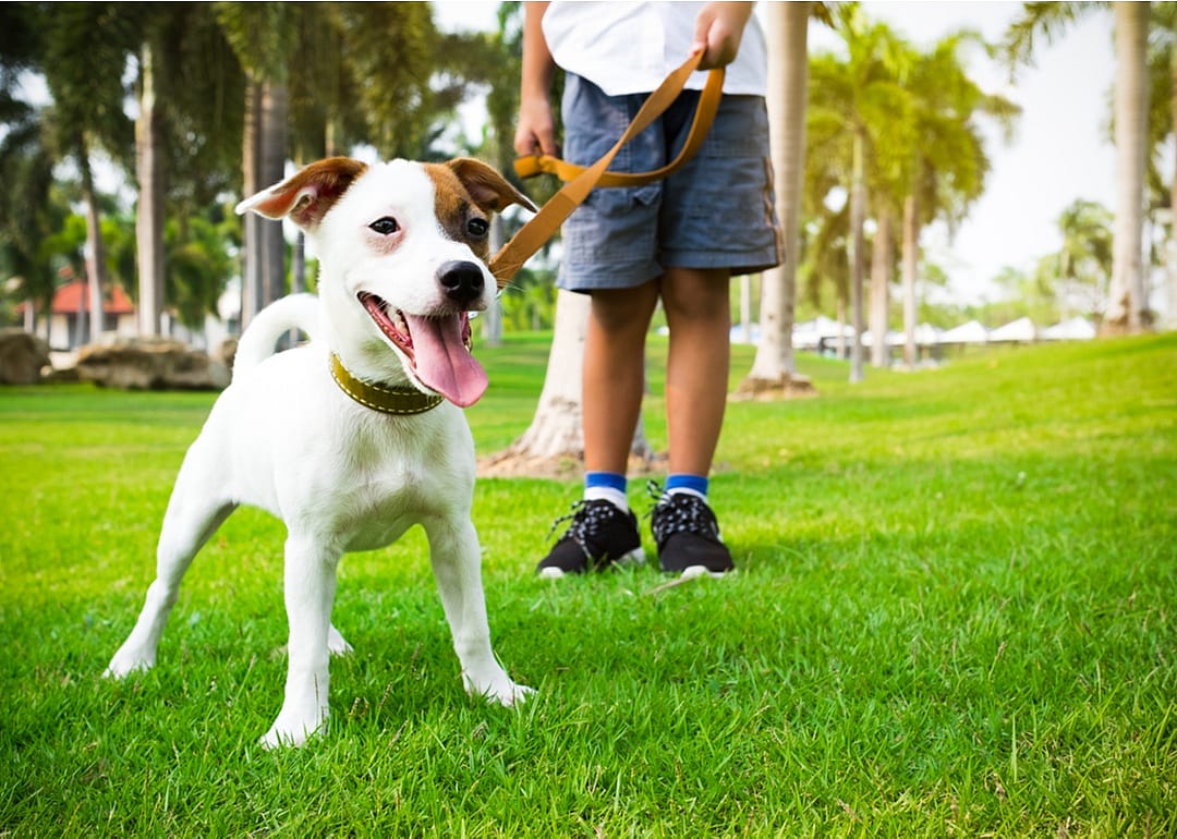 Study your dog’s personality