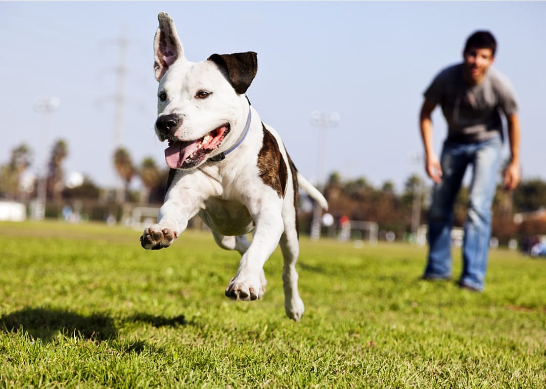 Leave the leash off