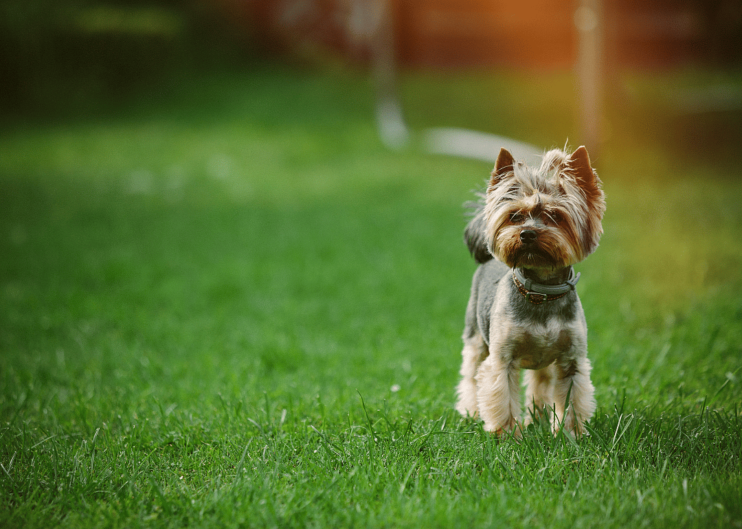 Hypoallergenic